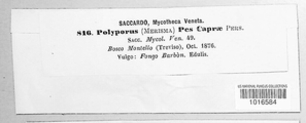 Polyporus pes-caprae image